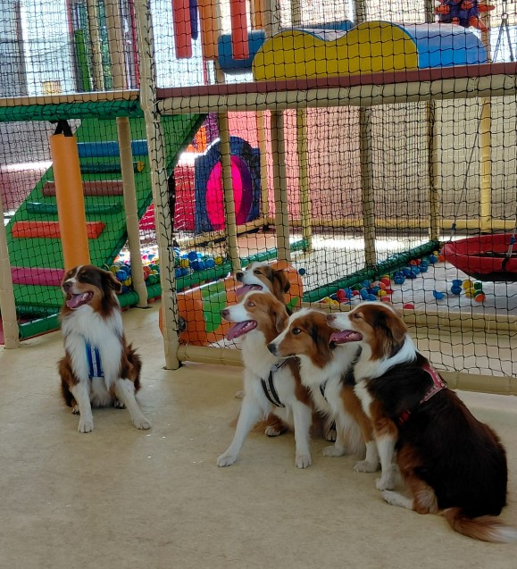 Hundegeburtstag