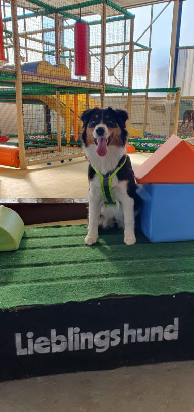 Ein Hund sitzt vor einem bunten Spielplatz mit Spielgeräten.