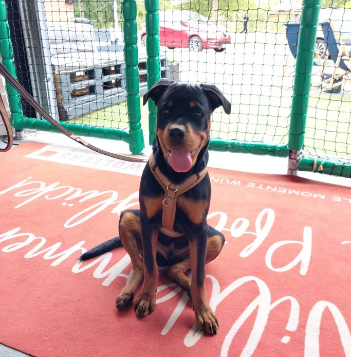 Fridolin der Rotti-Welpe